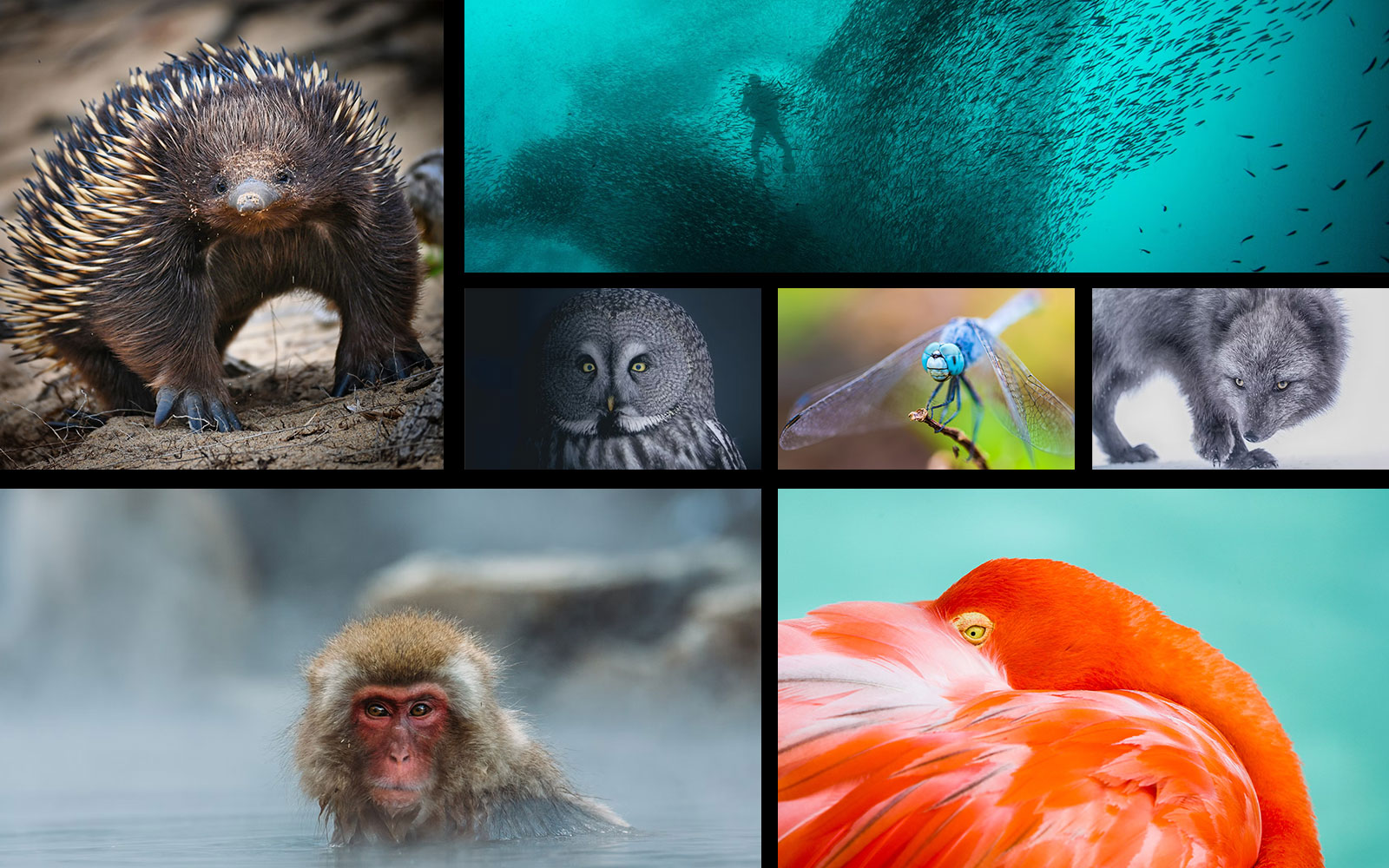 Biodiversity Collage