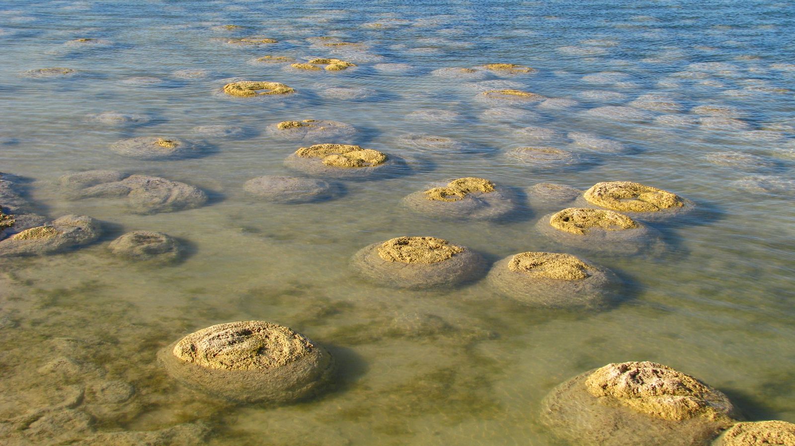 C Eeckhout, CC BY 3.0 , via Wikimedia Commons